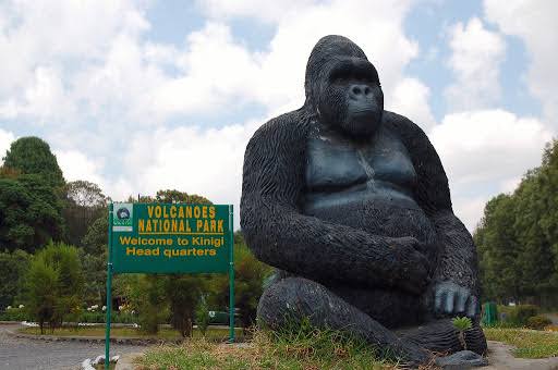 Mountain gorilla family in the volcanic forests of Rwanda's Volcanoes National Park